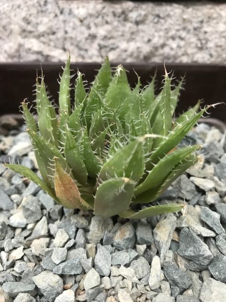 400EFC18-1CD6-4D53-B704-3C09CA3E1646 - De vanzare 2018