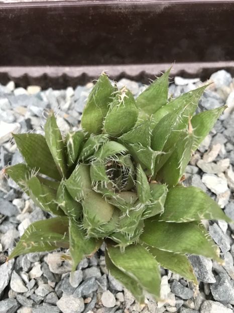 nr 24-8 lei - De vanzare 2018