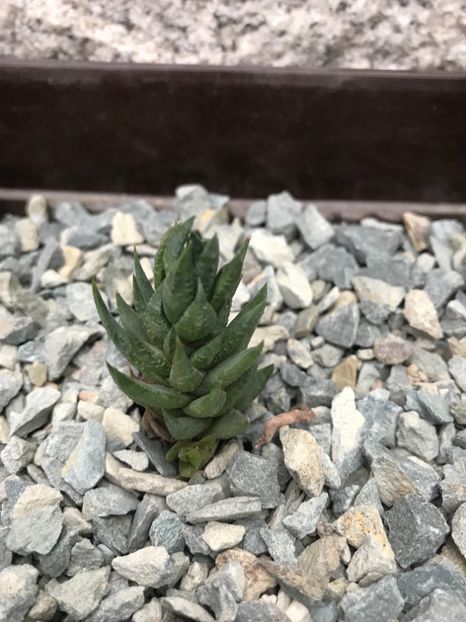 Nr 26-8 lei - De vanzare 2018