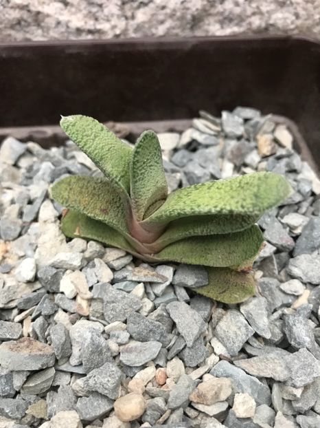 nr 29-7 lei - De vanzare 2018