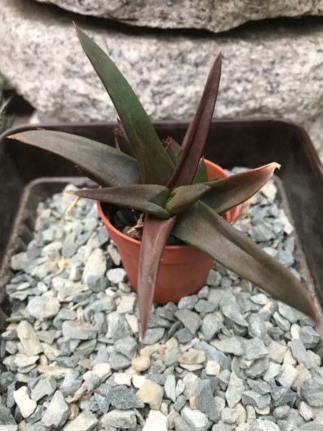 nr 30-5  lei - De vanzare 2018