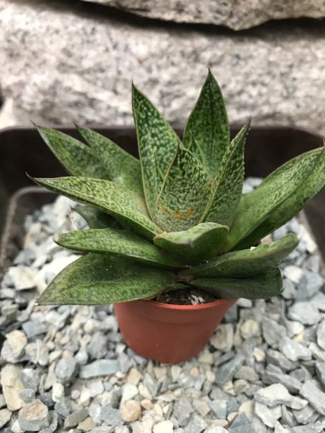 nr 34-13 lei - De vanzare 2018