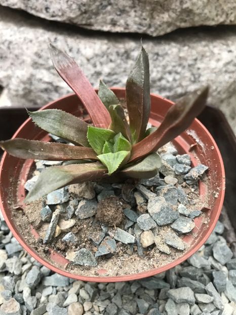 Nr 35-5 lei - De vanzare 2018