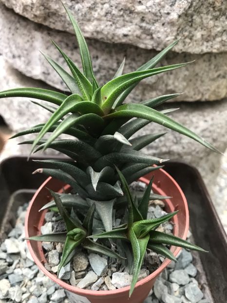 Nr 37-5 lei buc - De vanzare 2018