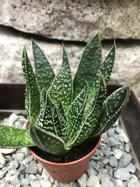 nr 38-10 lei - De vanzare 2018