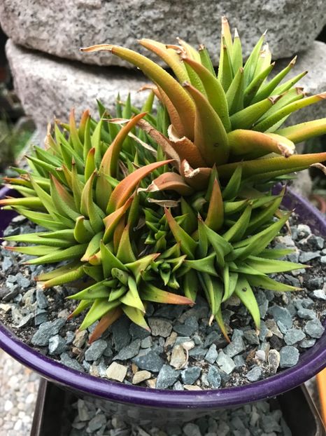 nr 41-5 lei buc - De vanzare 2018