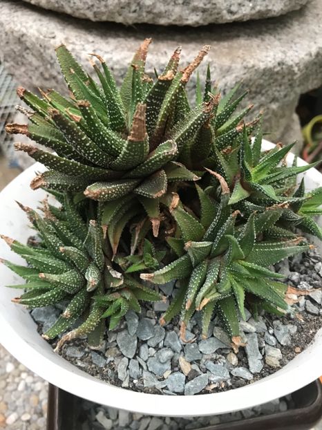 Nr 43-5 lei buc - De vanzare 2018