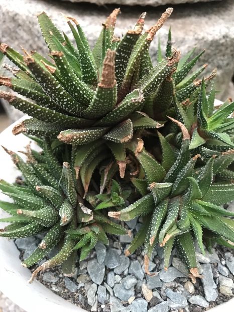 nr 42-5 lei buc - De vanzare 2018