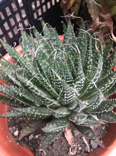 nr 44-8 lei - De vanzare 2018