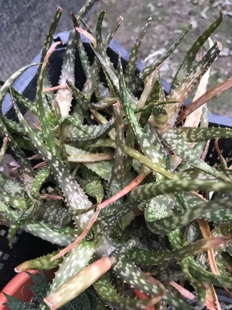 nr 45- 5 lei - De vanzare 2018