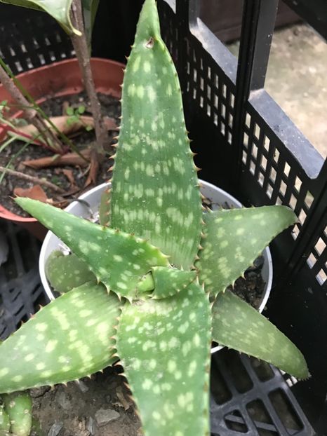 Nr 46-7 lei - De vanzare 2018