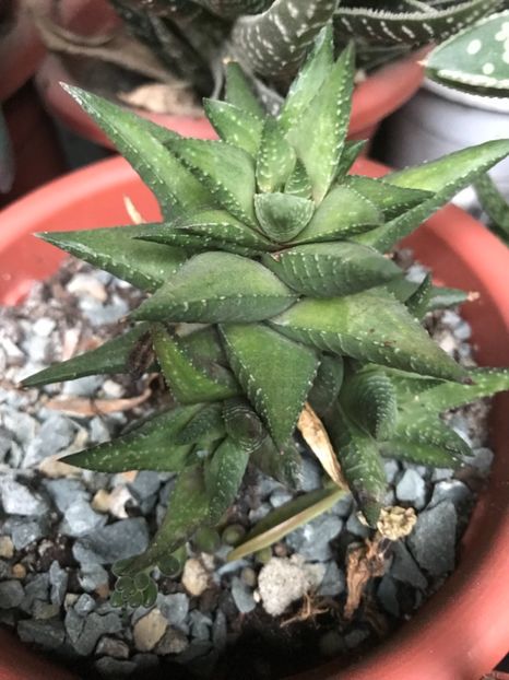 nr 47-5 lei buc - De vanzare 2018