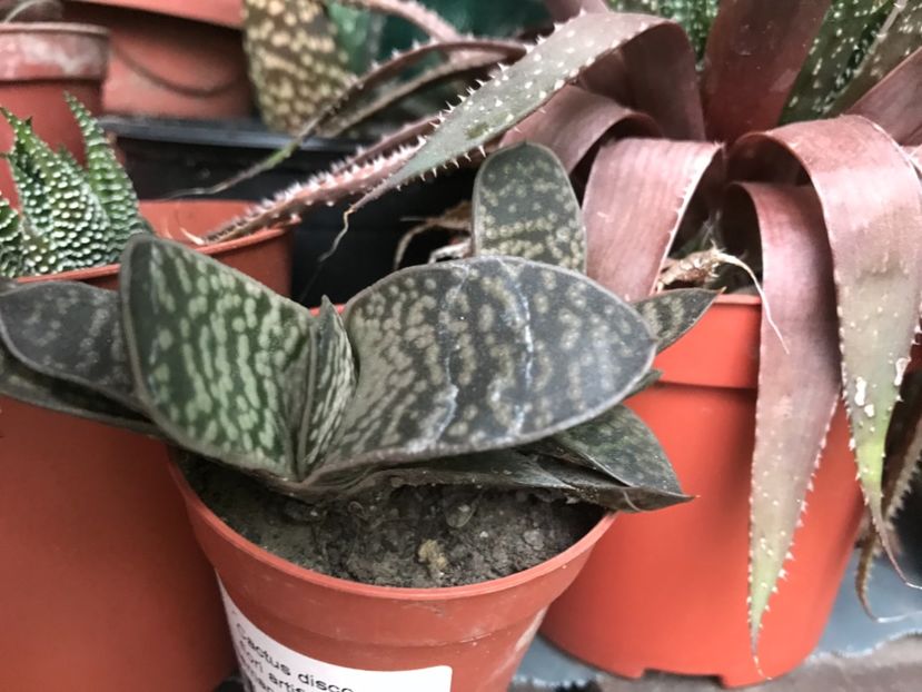 Nr 48-5 lei - De vanzare 2018