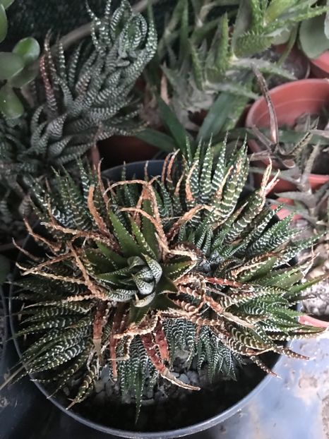 nr 49-5 lei buc - De vanzare 2018