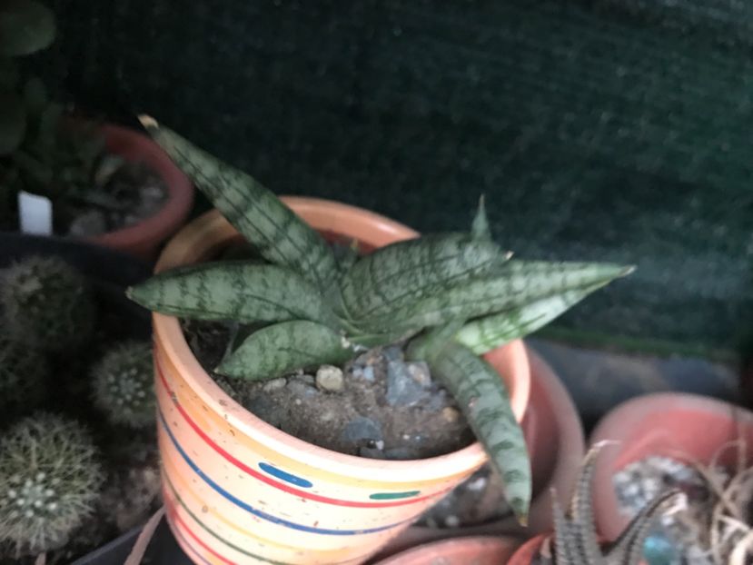 nr 50-20 lei buc - De vanzare 2018