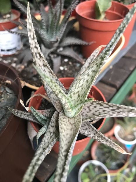 nr 52-5 lei - De vanzare 2018