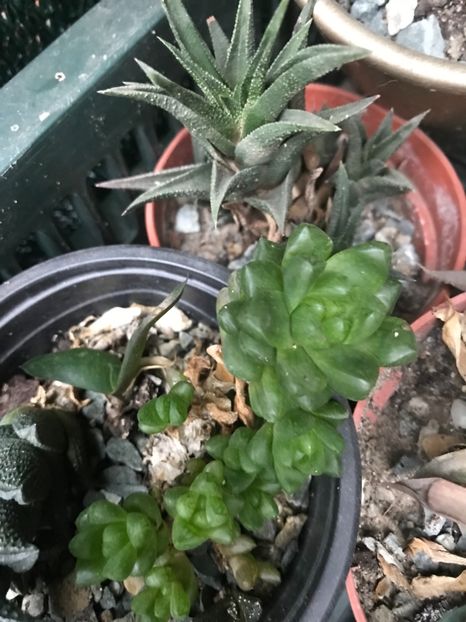 Nr 51-5 lei buc - De vanzare 2018