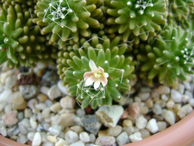 Mammillaria crinita ssp. painteri - Cactusi 2018 bis bis