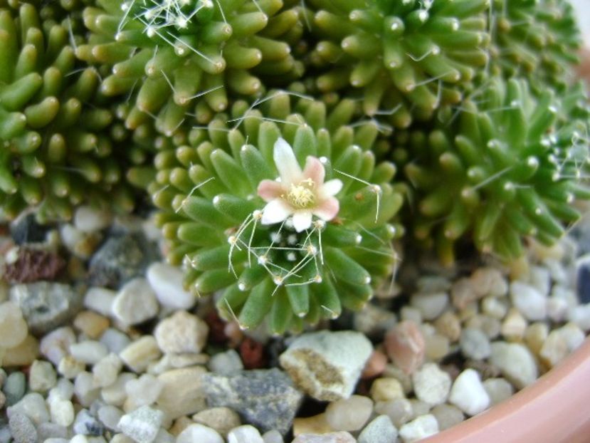 Mammillaria crinita ssp. painteri - Cactusi 2018 bis bis