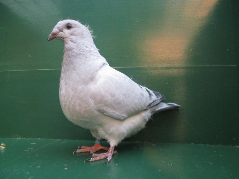 03547-18 - Tineret 2018