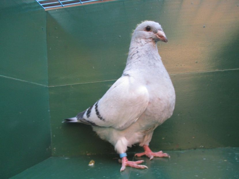 03548-18 - Tineret 2018