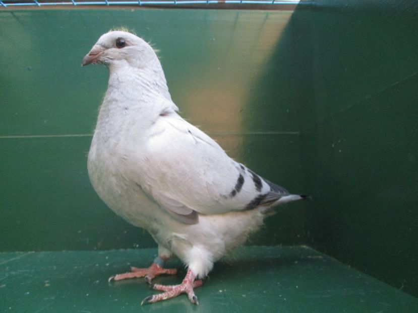 03549-18 - Tineret 2018