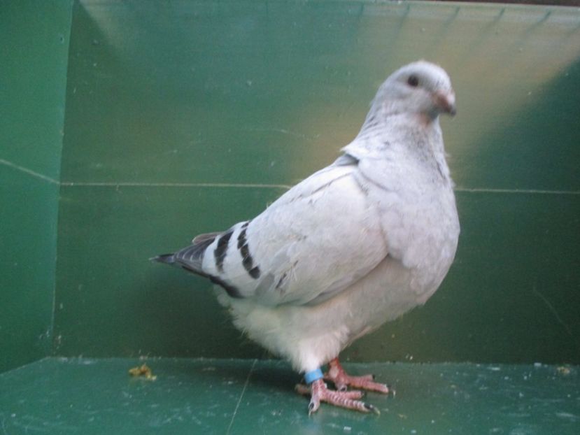 03550-18 - Tineret 2018