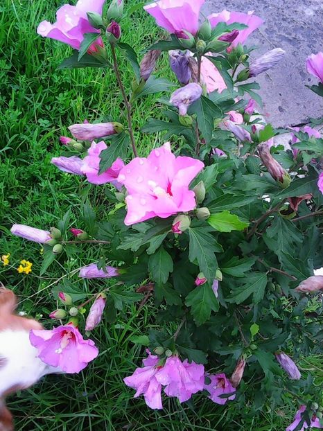 Nuovo_1_Photo8803 - Gradinuta mea 2018