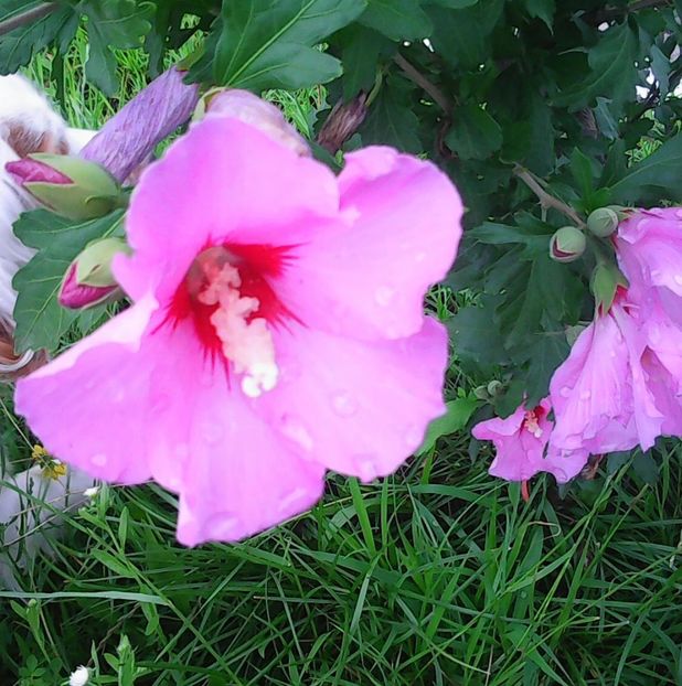 Nuovo_1_Photo8804 - Gradinuta mea 2018