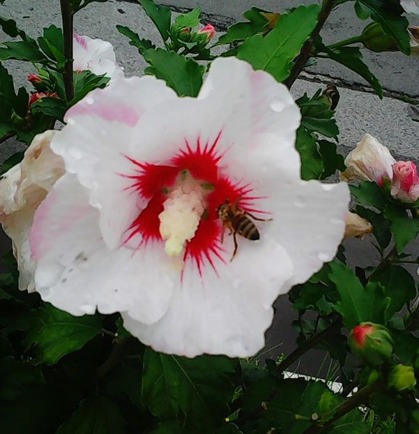 Nuovo_1_Photo8802 - Gradinuta mea 2018