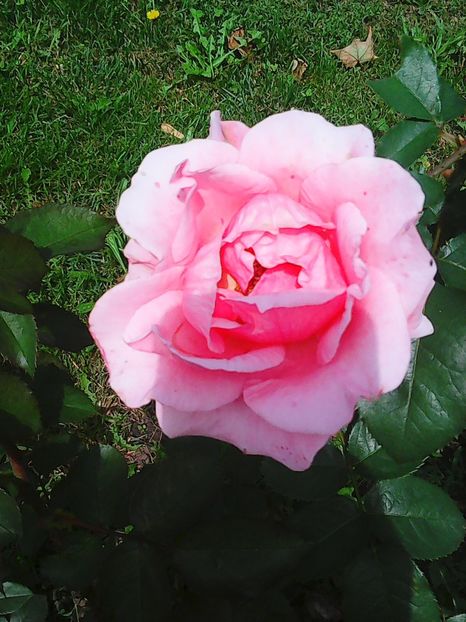 Photo8824 - Gradinuta mea 2018