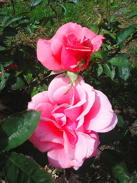 Photo8825 - Gradinuta mea 2018