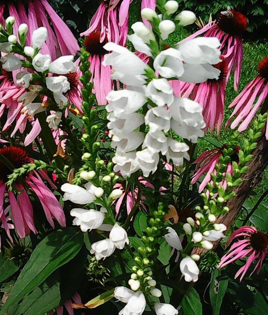 Nuovo_1_Photo8832 - Gradinuta mea 2018