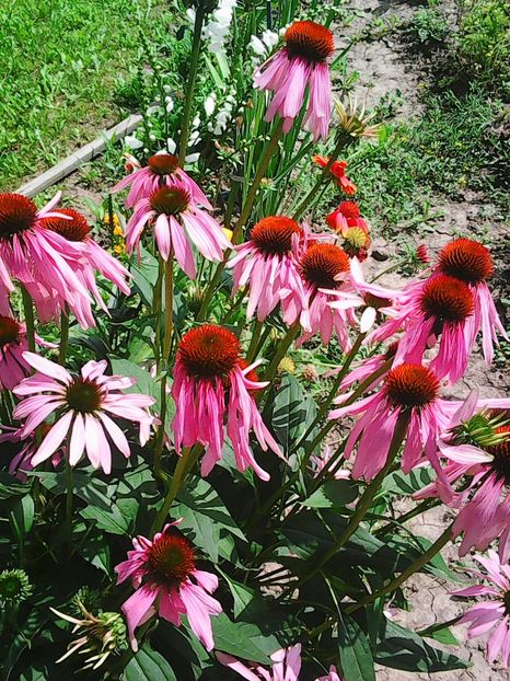 Photo8827 - Gradinuta mea 2018