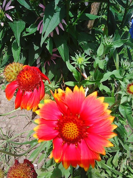 Photo8833 - Gradinuta mea 2018