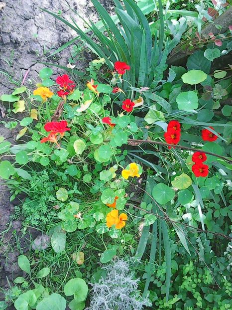 Photo8831 - Gradinuta mea 2018