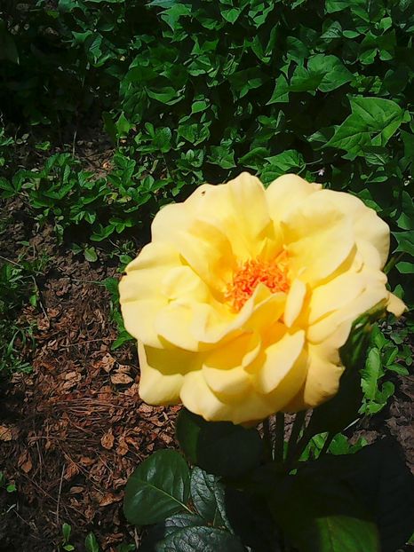 Photo8836 - Gradinuta mea 2018