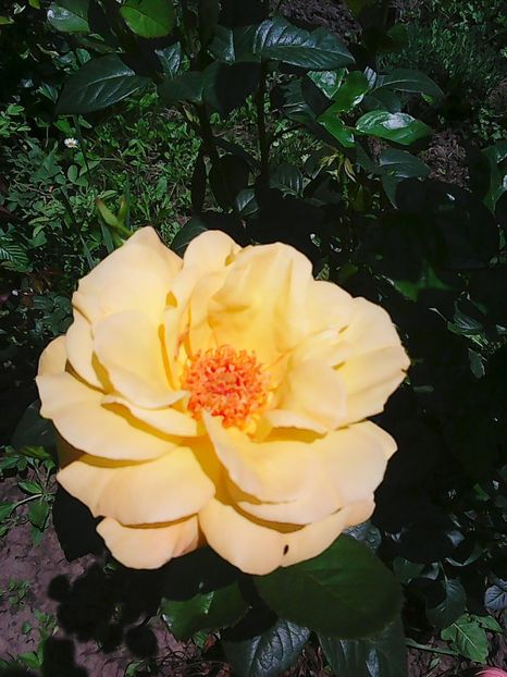 Photo8842 - Gradinuta mea 2018