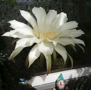 oie_AlMcMPT8uzX7 - Balconul meu 2018