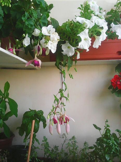 Photo8858 - Balconul meu 2018