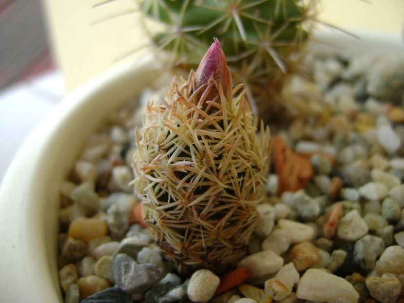 Escobaria minima (nellieae) - Cactusi 2018 bis bis