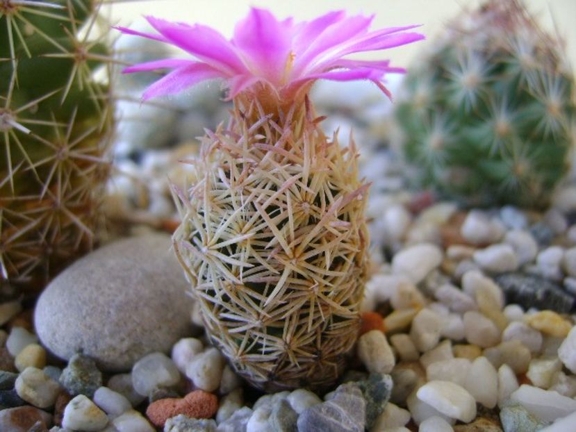 Escobaria minima (nellieae) - Cactusi 2018 bis bis