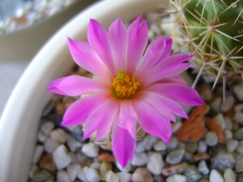 Escobaria minima (nellieae) - Cactusi 2018 bis bis