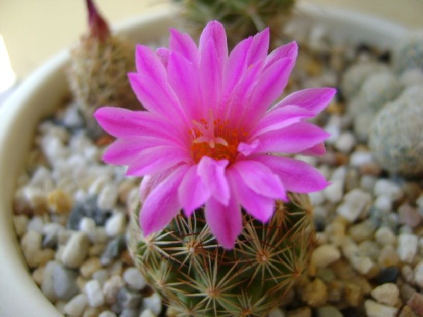 Escobaria hesteri - Cactusi 2018 bis bis