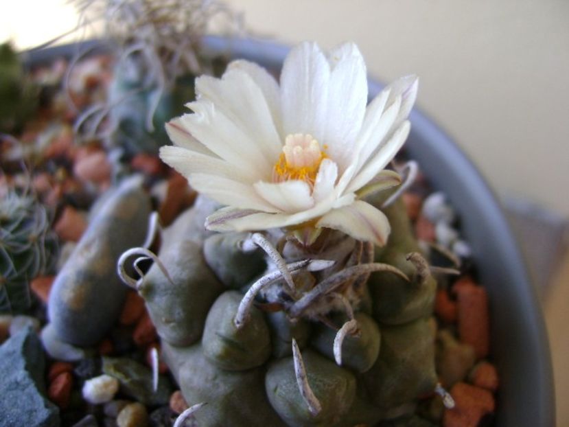 Turbinicarpus macrochele v. screvispinum - Cactusi 2018 bis bis