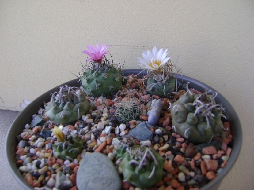 Grup de 7 Turbinicarpus - Cactusi 2018 bis bis