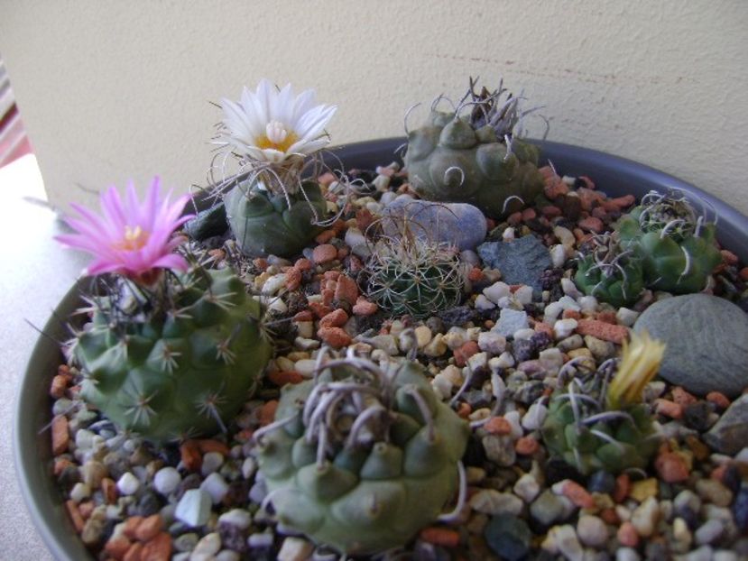 Grup de 7 Turbinicarpus - Cactusi 2018 bis bis