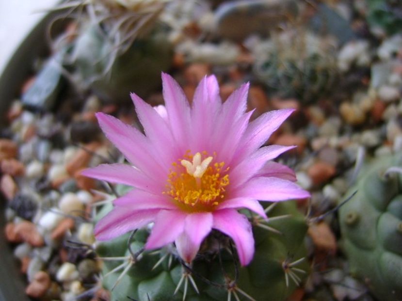 Turbinicarpus viereckii - Cactusi 2018 bis bis