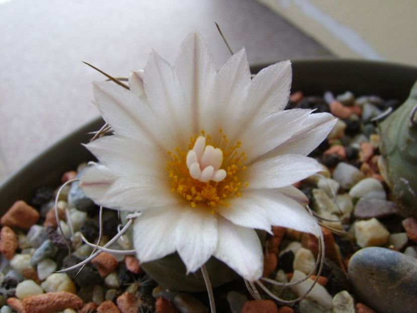 Turbinicarpus macrochele v. kupcakii - Cactusi 2018 bis bis