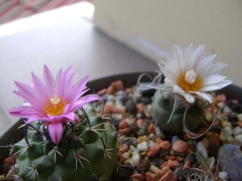 Turbinicarpus viereckii - Cactusi 2018 bis bis